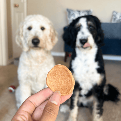 Dog Treats in Dog Supplies