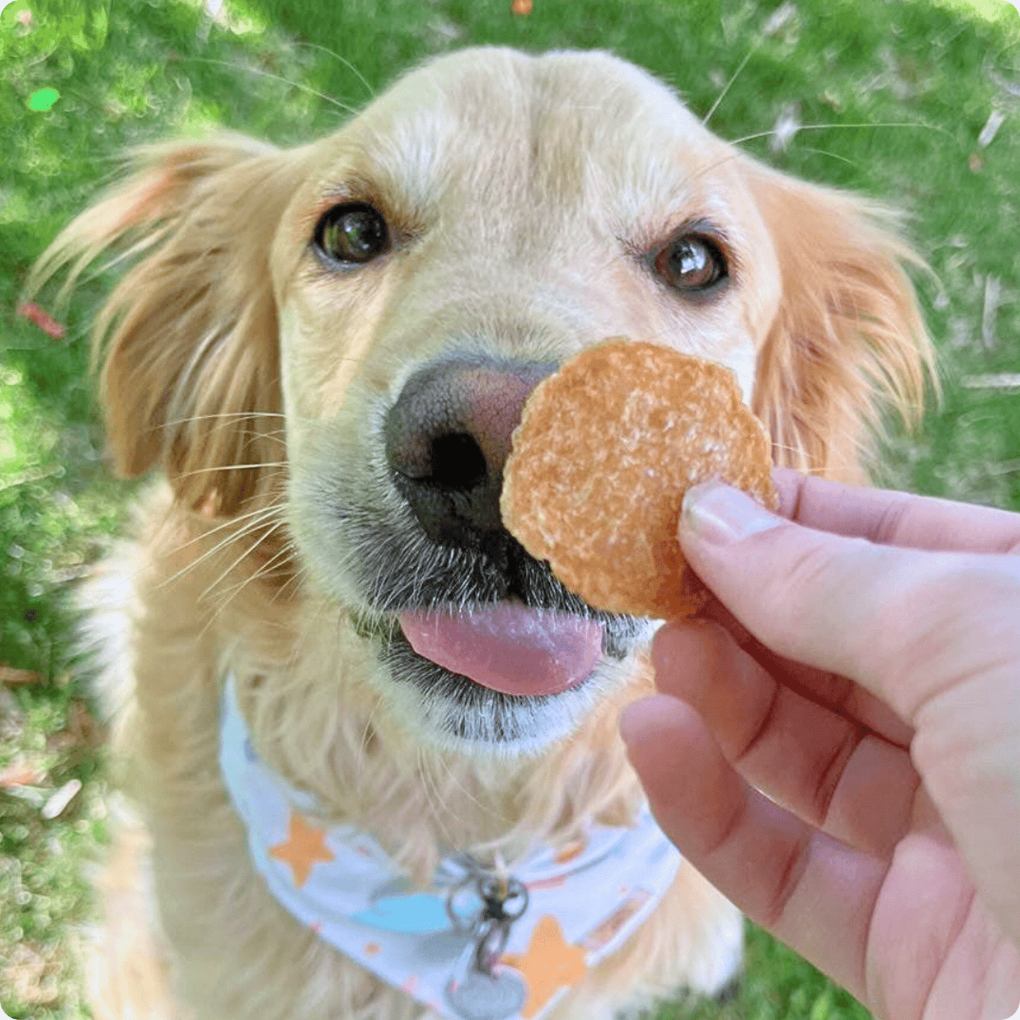 Dog Treats in Dog Supplies